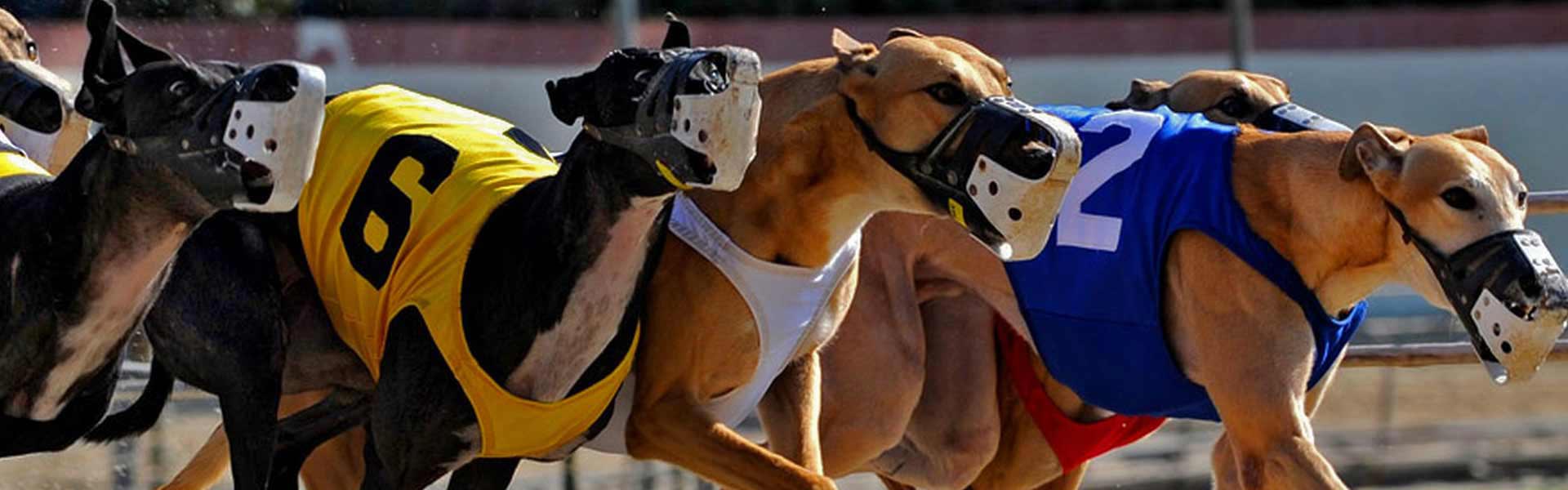 Greyhound Racing Betting