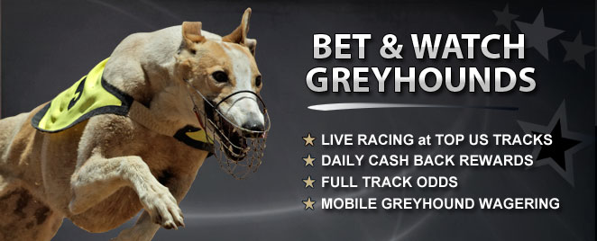 How to place bets on greyhound racing